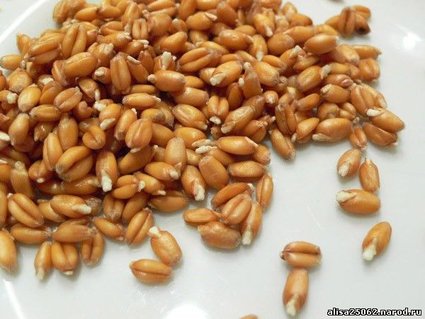 Чем полезна пшеница