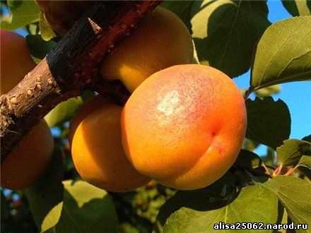Какие бывают сорта абрикосов?