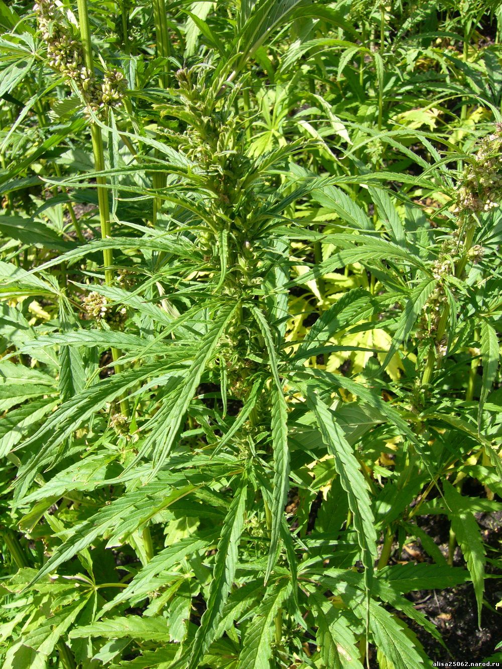 Растения из вида конопля hydra plant